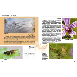 Энциклопедия для любознательных Насекомые и другие (9789669352385) Энциклопедия для любознательных Насекомые и другие (9789669352385)