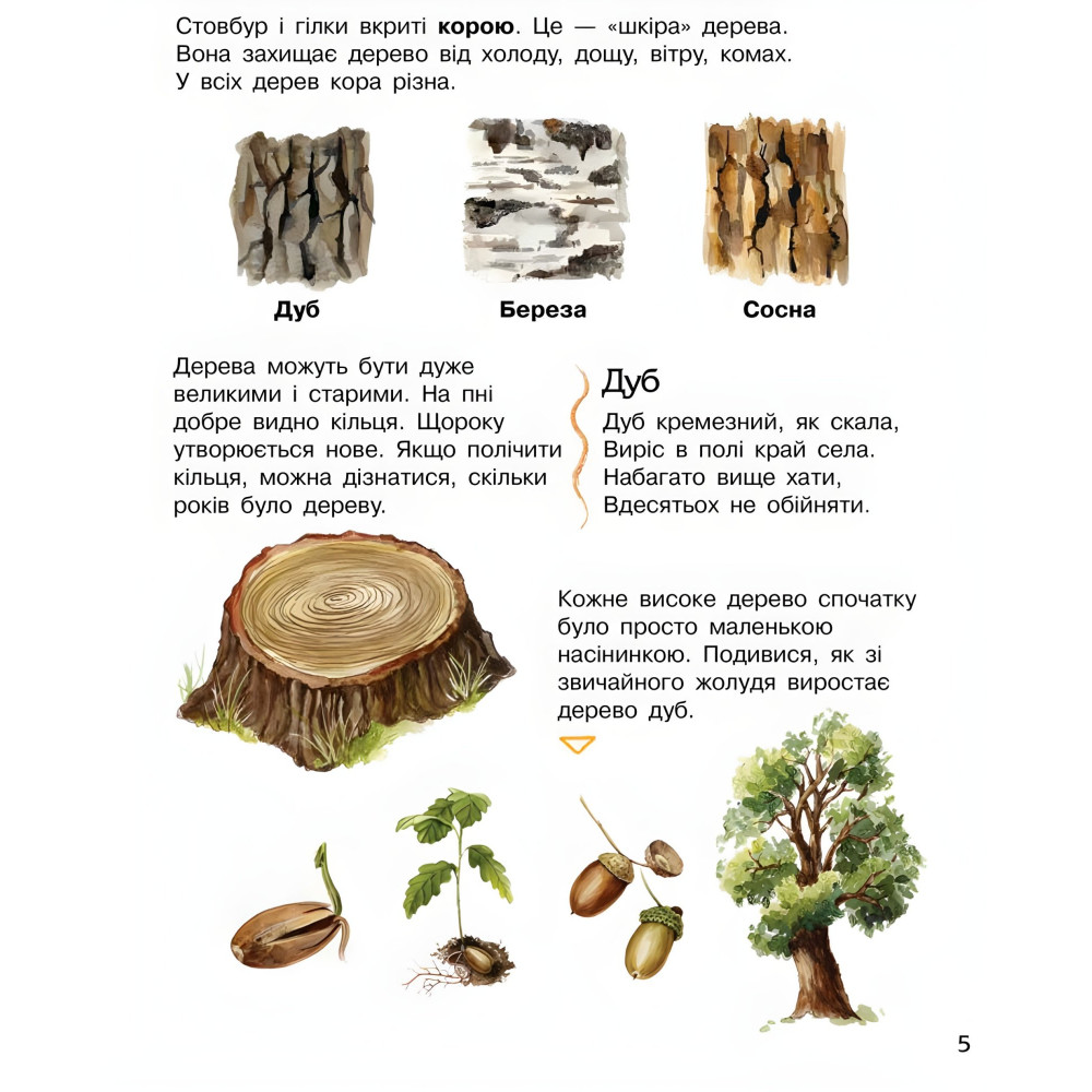 Енциклопедія дошкільника. Ліс Енциклопедія дошкільника. Ліс