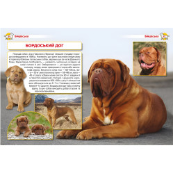 Энциклопедия. Собаки Энциклопедия. Собаки