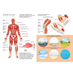 Книжка з наліпками. Тіло людини Книжка з наліпками. Тіло людини