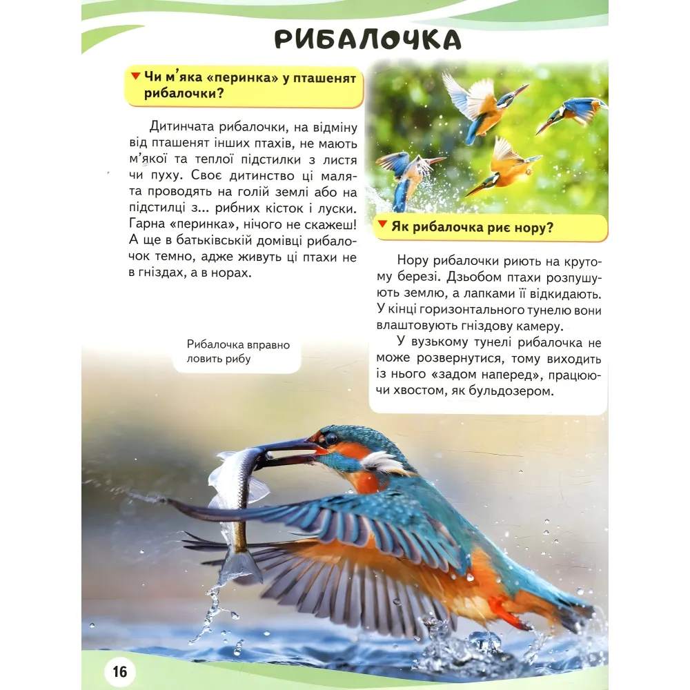 Мамы и дети. Медведь Мамы и дети. Медведь