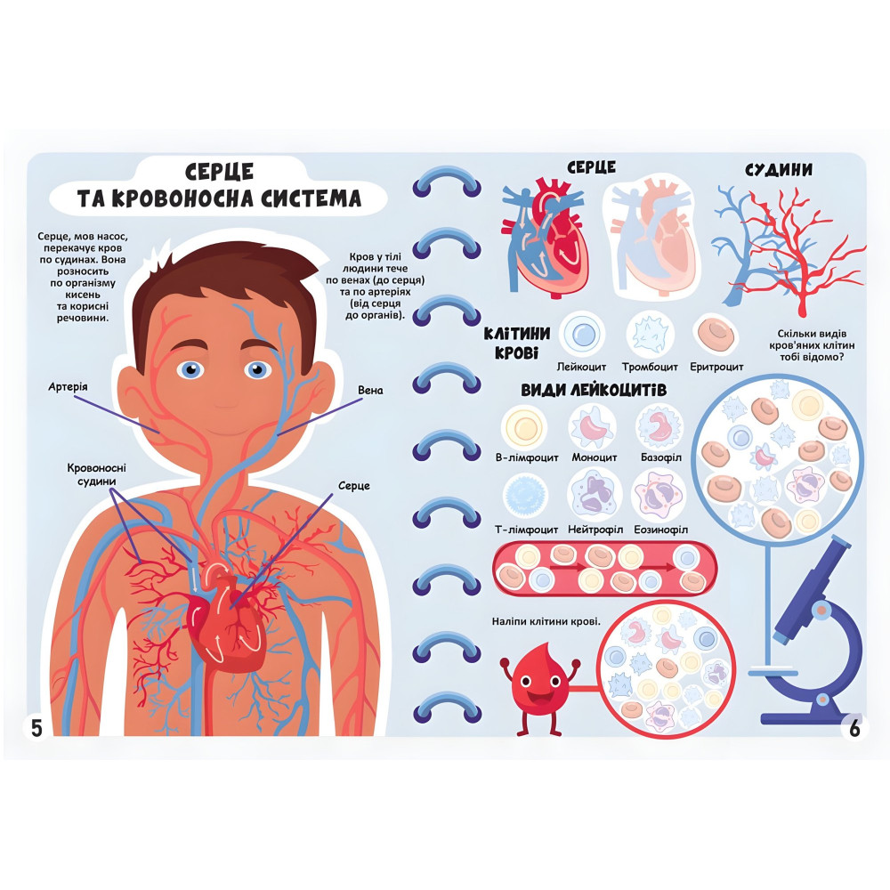 Меганаклейки. Тело человека Меганаклейки. Тело человека