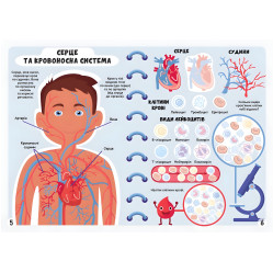 Меганаліпки. Тіло людини Меганаліпки. Тіло людини