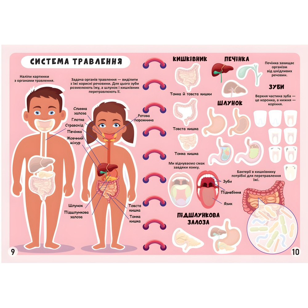 Меганаклейки. Тело человека Меганаклейки. Тело человека