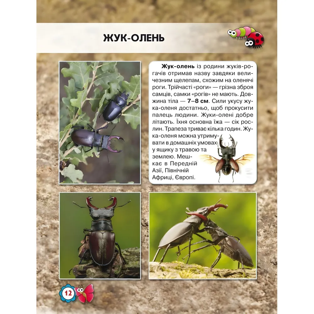 Мир вокруг нас. Насекомые Мир вокруг нас. Насекомые