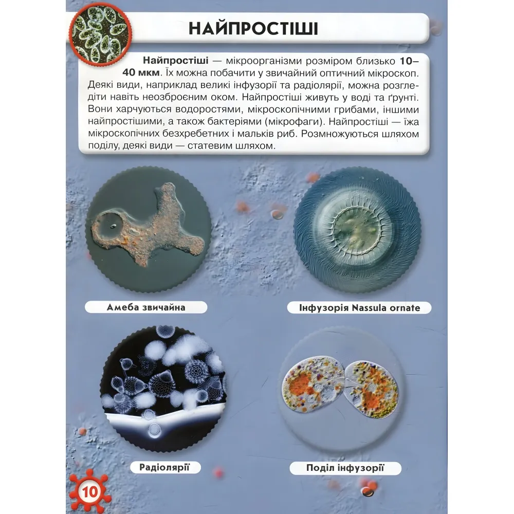 Мир вокруг нас. Микромир Мир вокруг нас. Микромир