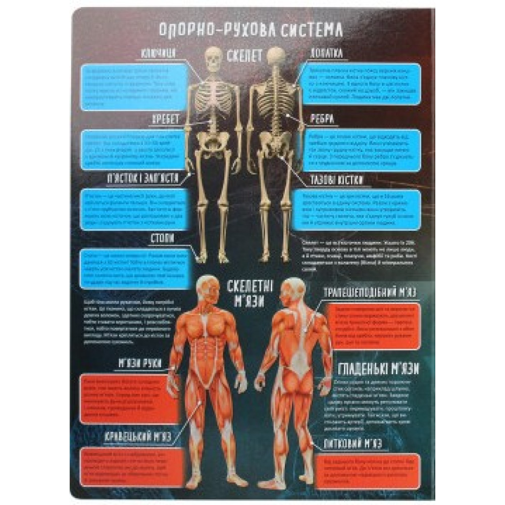 Тіло людини Тіло людини