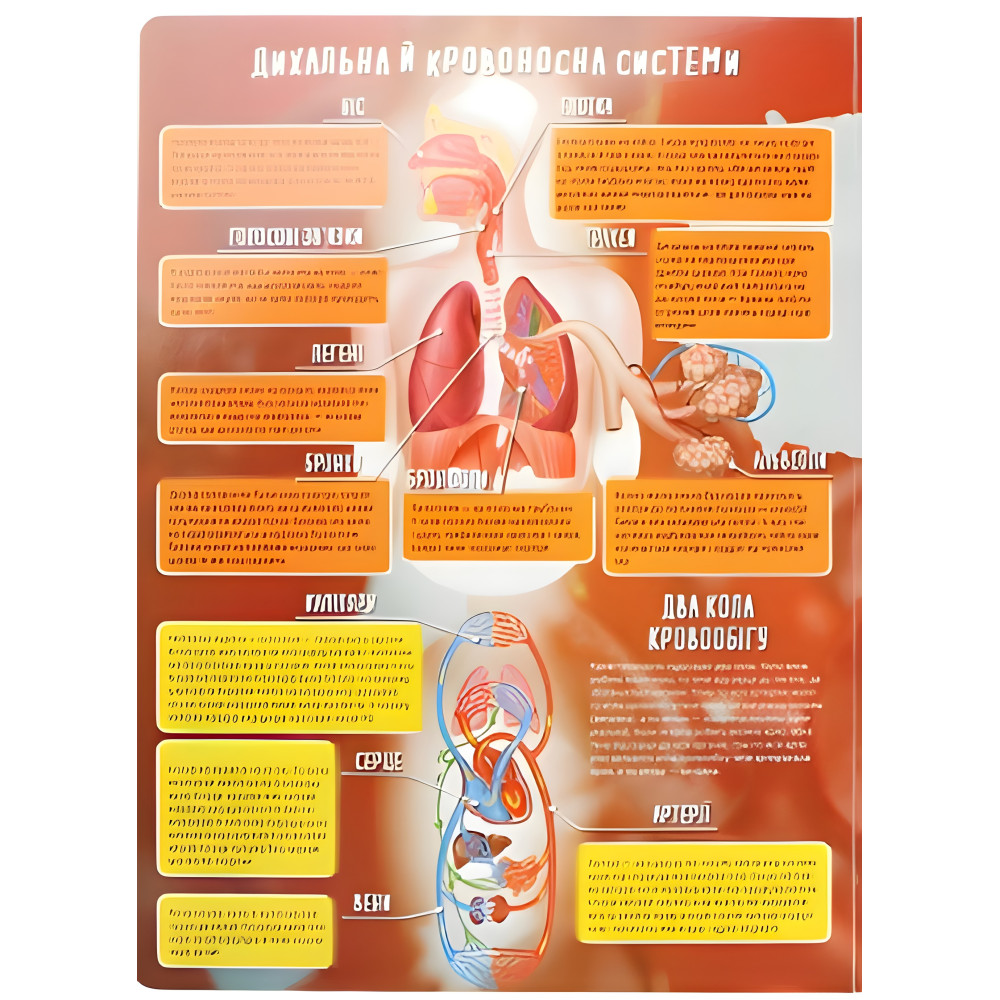 Тіло людини Тіло людини