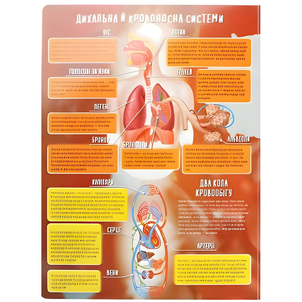 Тело человека Тело человека