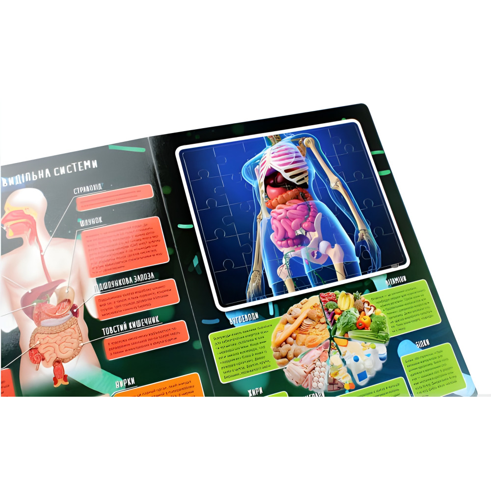 Тіло людини Тіло людини