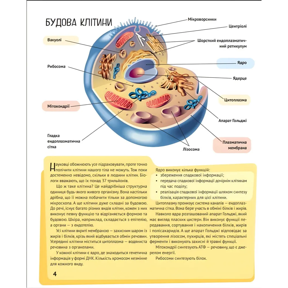 Тело человека Тело человека