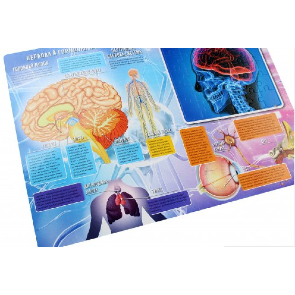 Тіло людини Тіло людини