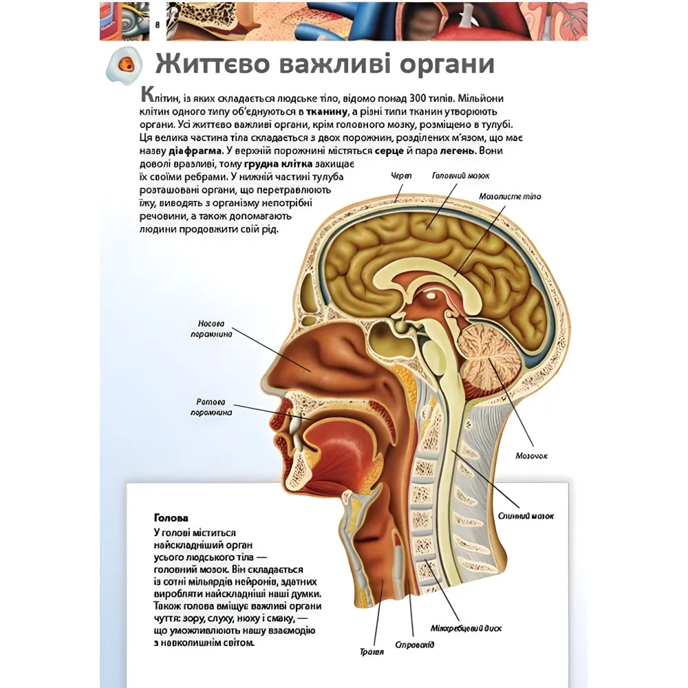 Тело человека. Детская энциклопедия Тело человека. Детская энциклопедия