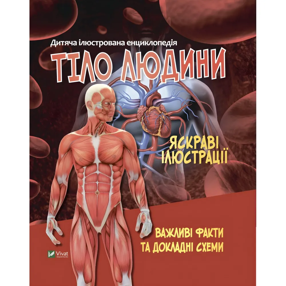 Тело человека Тело человека