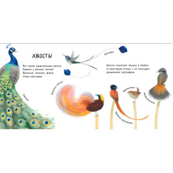 В гостях у природи: Птахи різні і прекрасні (р)