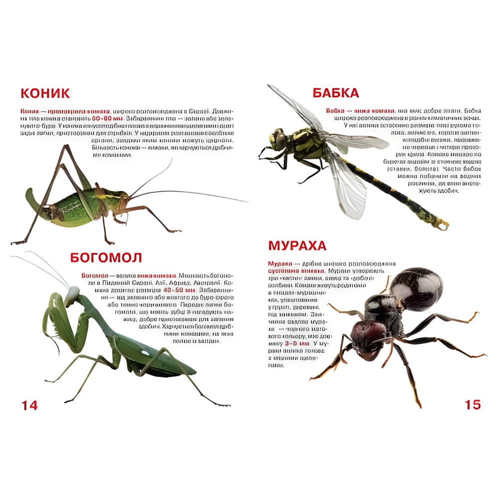 Велика книжка. Комахи. Велика книжка. Комахи.