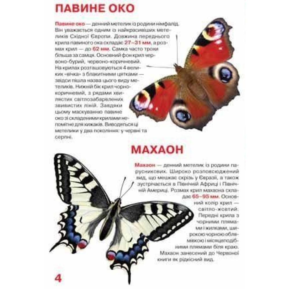 Большая книга. Бабочки. Большая книга. Бабочки.