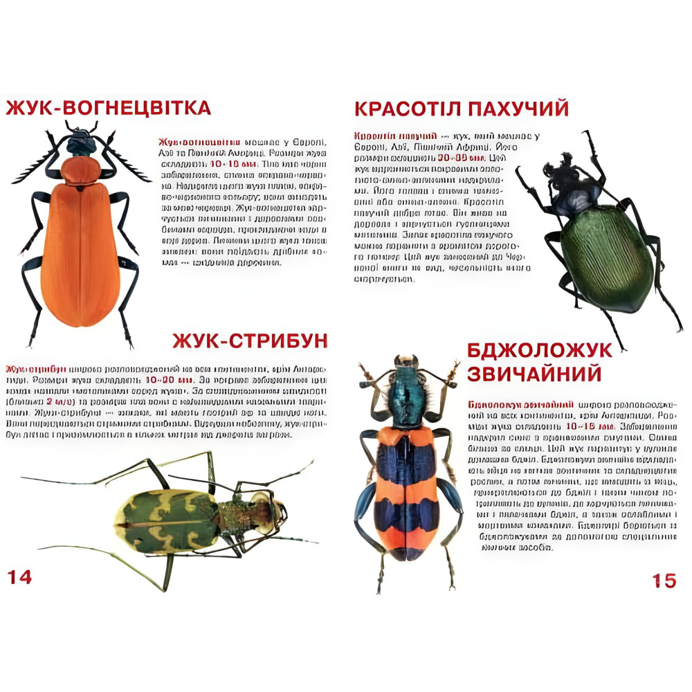 Велика книжка. Жуки Велика книжка. Жуки