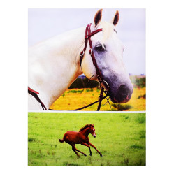 Неймовірні коні. Все про найграціозніші і найсильніші істоти на планеті. Наталія Франк Неймовірні коні. Все про найграціозніші і найсильніші істоти на планеті. Наталія Франк